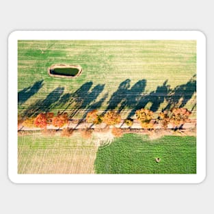 Alley of autumn trees among green fields in countryside Sticker